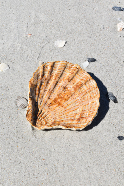 Espresso Speckled Ceramic Scallop Tray