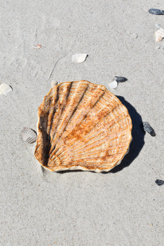 Espresso Speckled Ceramic Scallop Tray